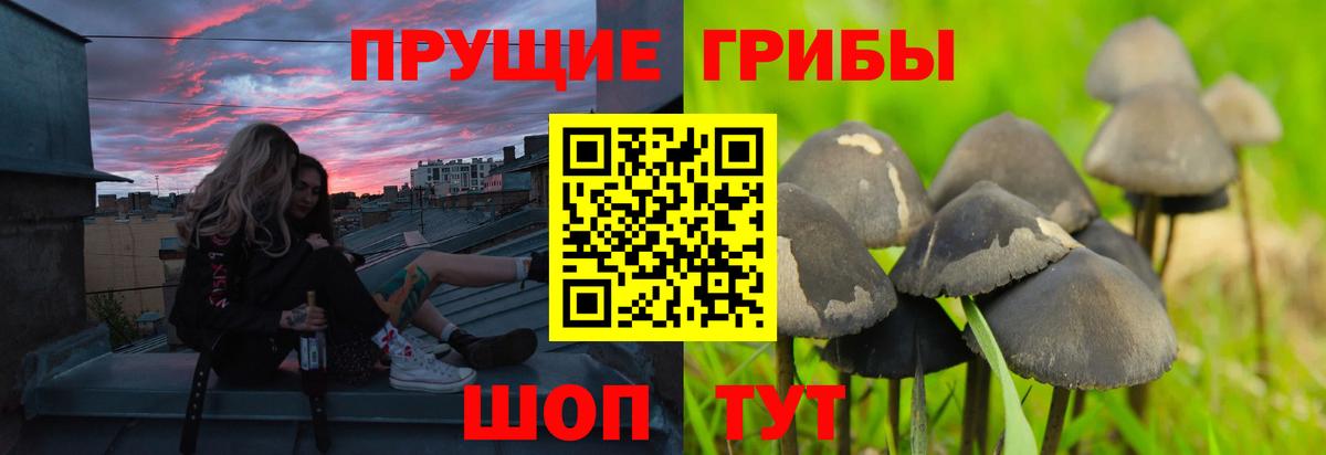 цены наркотик  Вход с VPN  Новосибирск  Галлюциногенные грибы Psilocybine cubensis 